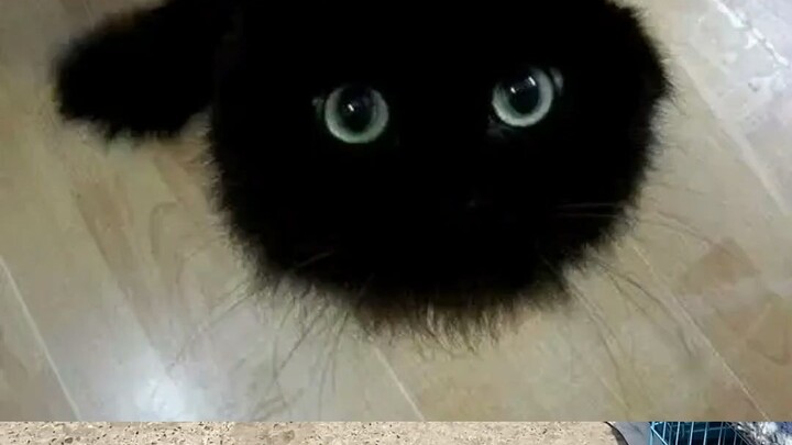 A fan had been longing for a jet-black kitten—and after countless twists and turns, they finally fou