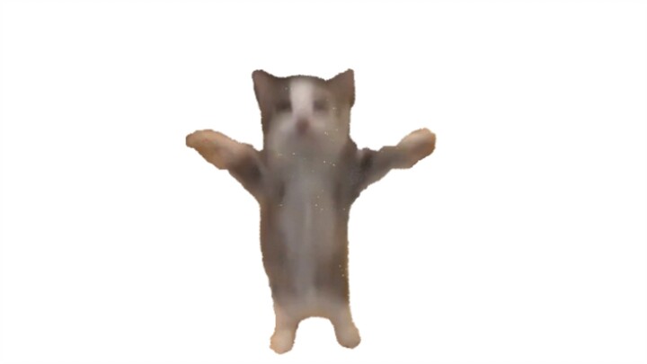 Kucing Happy Tiga Kali Berturut-turut Berharap Kamu Raih Nilai Sempurna di Ujian Tengah Semester!!!