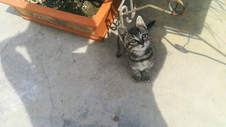 Kepandaian si kucing kecil hanyalah kepura-puraan～