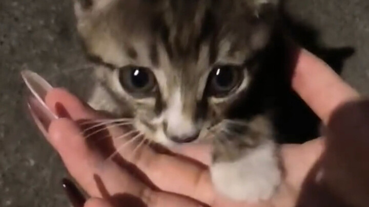 น้ำตาไหล แมวน้อยน่ารัก