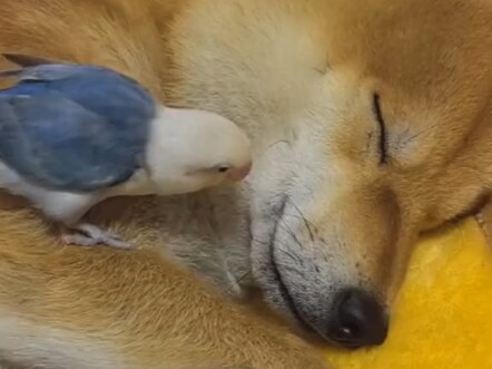 Ketika anjing dengan kepribadian yang stabil dipelihara bersama hewan peliharaan lain