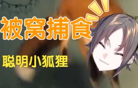 【整活/Mysta】小咪误以为白色床单是雪地而努力地捕食