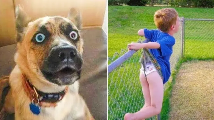 Can you hold your laughter watching these funny pets?