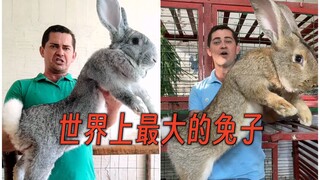 มาสัมผัสกระต่ายที่มีขนาดใหญ่ที่สุดในโลก—กระต่ายยักษ์ฮวาหมิง