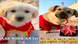 Thú Cưng TV | Dương KC Pets | Bông Bé Bỏng Ham Ăn #32 | chó vui nhộn funny cute smart dog pets