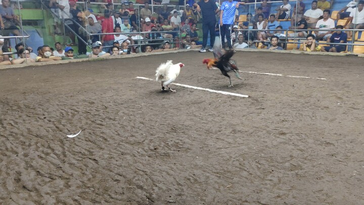FIREBIRD WHITE KELSO X CANDICE JEAN GF SLIM BENOISY WHITE KELSO
