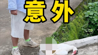 压死一只鹅，我给全村人当“孙子”