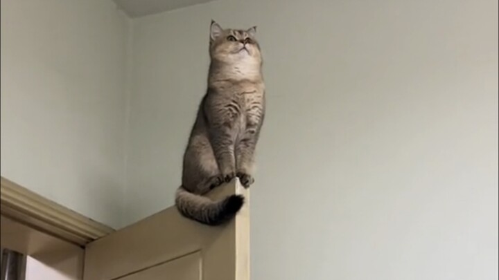 Kucing: Bersihkan sepatu kulitku!