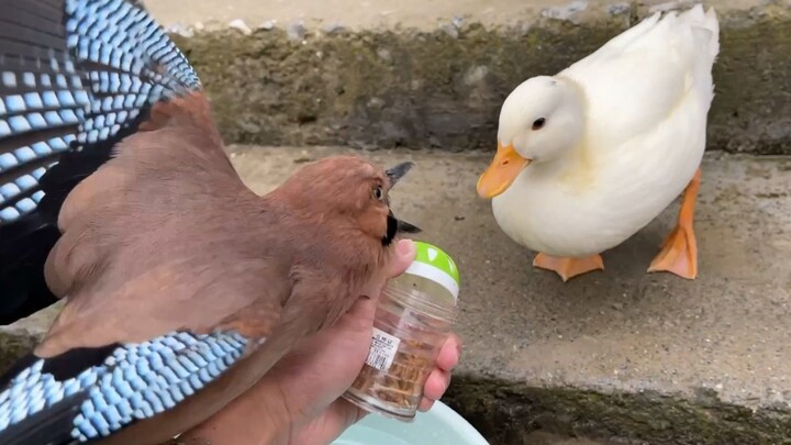 Who comes out on top in the food fight between a Call duck and a Eurasian jay?