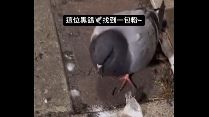 【Khoảnh khắc địa ngục】Tổng hợp video thú vị từ thế giới bề mặt #28