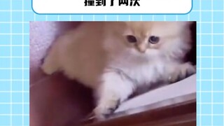 小猫怎么会这么可爱！！！