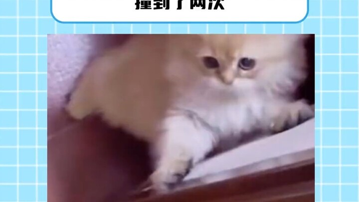 小猫怎么会这么可爱！！！