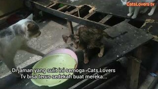 Jaman Corona makan ala kadarnya