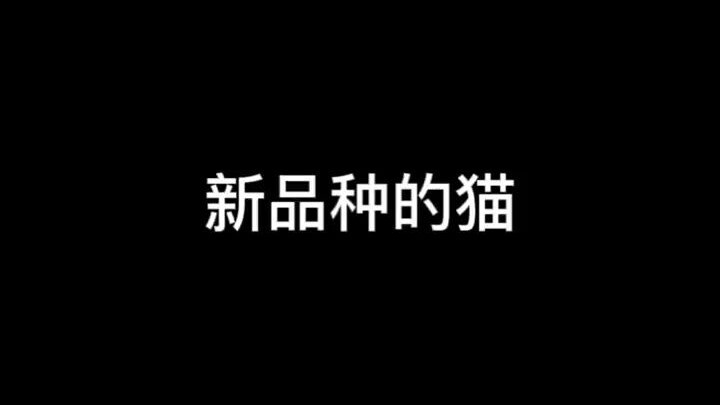这是啥猫？