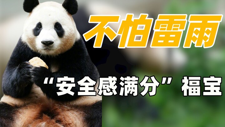 Why isn’t Fu Bao afraid of thunderstorms after returning to China? It’s all because Dad Xu has given
