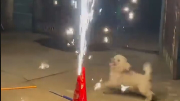 “Those who watch the fireworks will be lucky all year!”