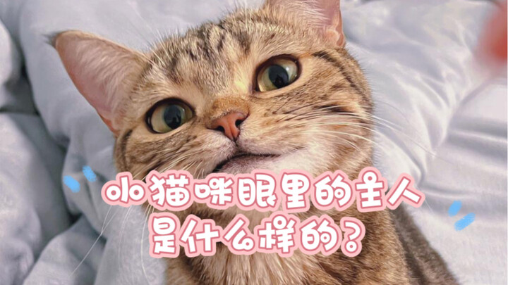 小猫咪眼里的主人是什么样的？