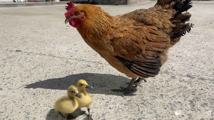 แม่ไก่นำลูกเป็ดสองตัวกลับบ้าน ภาพช่างอบอุ่นเหลือเกิน