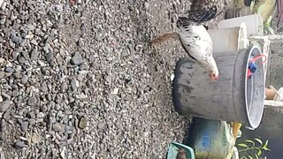 Update ng nakakuha satin ng month old na anak ng BS money maker dom x jaguar dom nat BH naman Rrzn