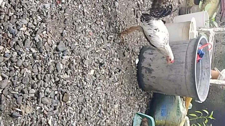 Update ng nakakuha satin ng month old na anak ng BS money maker dom x jaguar dom nat BH naman Rrzn