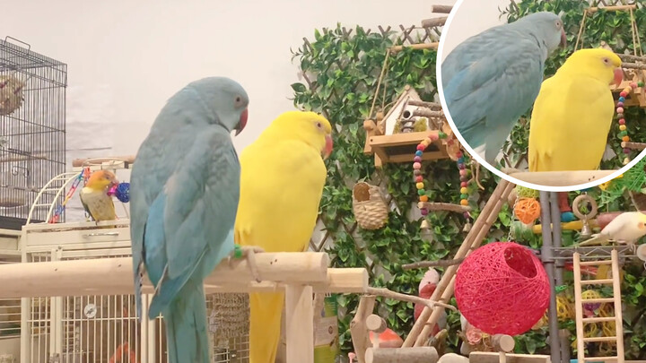 Sweet Parrot Couple | Is That How You Sweetalk To Your Girlfriend?