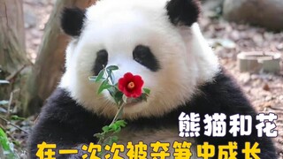 The clumsy guy in the panda world gets bullied by different pandas every day; Hehua: weak and helple