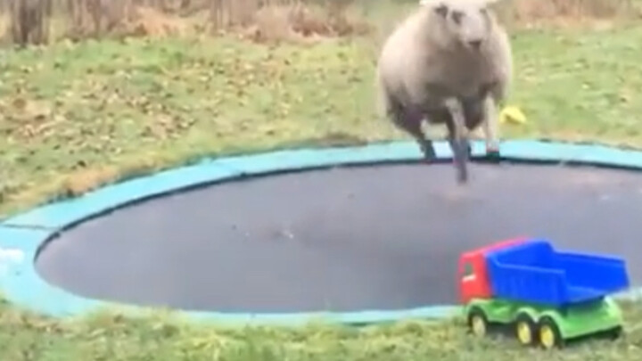 A sheep learned how to play on a trampoline