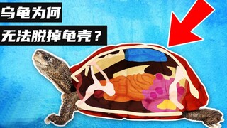 骨骼长在肉体之外？为什么乌龟不可能“脱掉”龟壳？