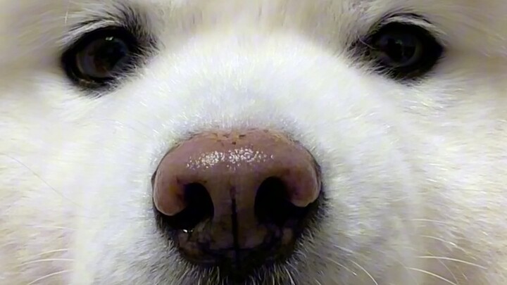 Dán gần vậy mà đã ngửi thấy mùi cún con rồi