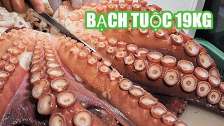 Bạch tuộc khổng lồ 19kg - Ẩm thực đường phố