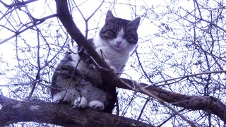 The cat on the branch