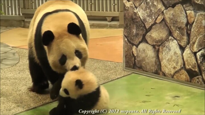 Panda Cam | Time To Clean The House