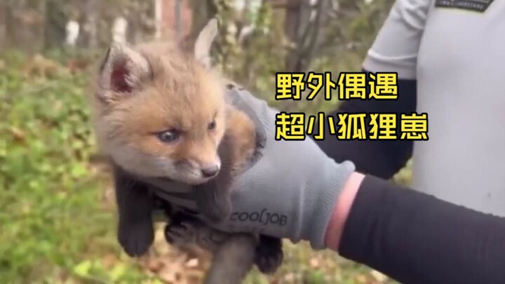 I just realized how cute the little fox cub 🦊 is 🥺