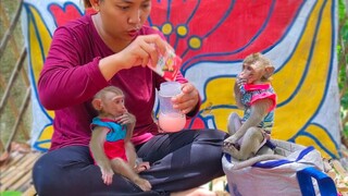 Nice Attitude!! Tiny Toto sits down gently & patiently waiting for milk