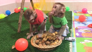 Mom feeds Mino and Coconut monkeys longan while they enjoyed playing