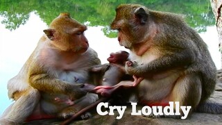 UPDATE BREAKING HEART, BABY MONKEY CRY LOUDLY, TWO BIG MONKEY DRAG BILATERAL HAND BABY CRY SERIOUSLY