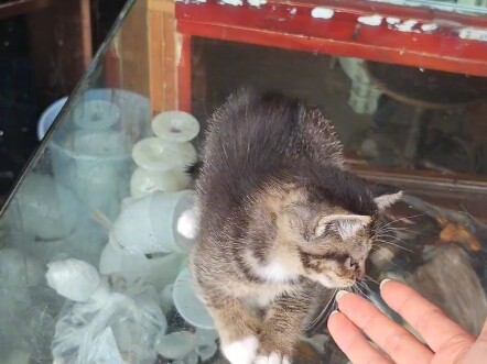 น้องแมวน่ารักจนใจละลายเลย～