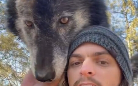 The zookeeper and his big wolf cub—so those intimidating roars that sound fierce to outsiders are, i