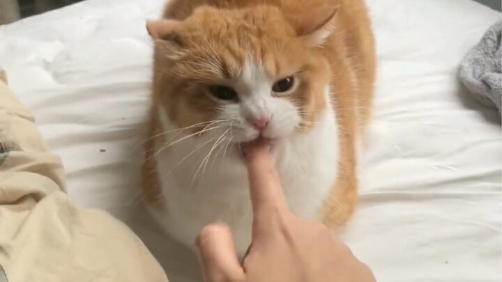 Cat: Humans? I’m over it.