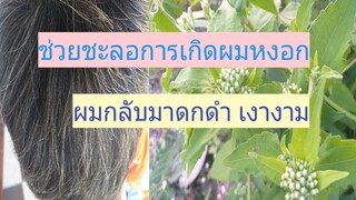 สมุนไพรที่ช่วยให้ผมดกดำขึ้น ชะลอการเกิดผมหงอกได้ ด้วยสาบเสือ/โดยฮอยไทยอีสาน