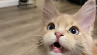 แล้วเสียงน้องแมวก็จะน่ารักเพิ่มขึ้นเรื่อยๆ ใช่ไหมล่ะ?