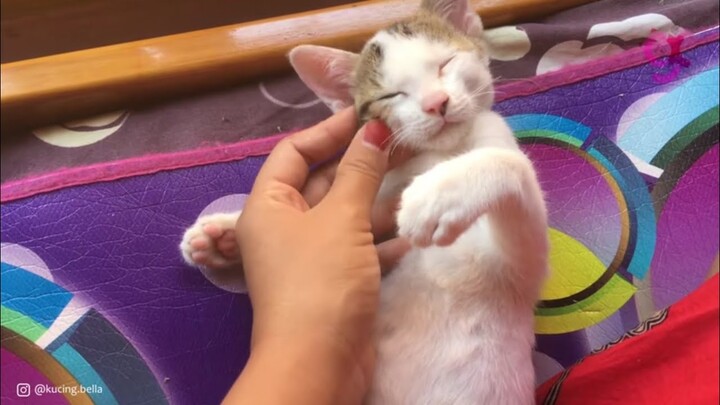 Kucing Suka Di Elus-Elus. Kitten Loves Head & Belly Rub.