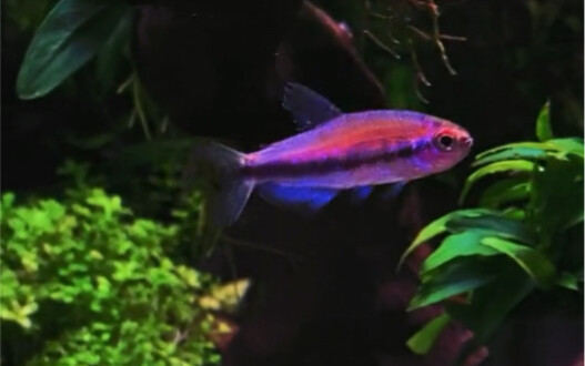 The loach with the ultimate颜值 in my heart~
