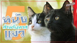 แนะนำ 5 หนังแมว สำหรับทาสแมวโดยเฉพาะ