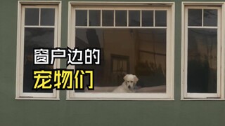 مقاطع الفيديو تلك للحيوانات التي تُبهج القلب!