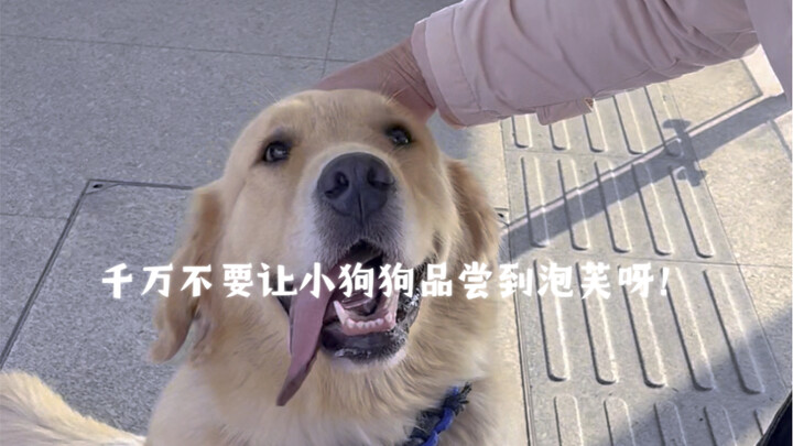 Jangan sekali-kali membiarkan si kecil anjing mencicipi pão‑flûte!