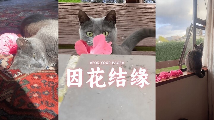 Kami saling mengenal berkat bunga-bunga indah 👩🌺🐱