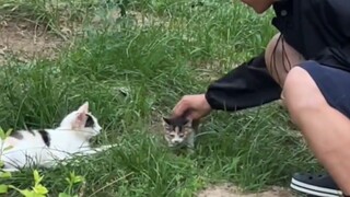 Ibu kucing: Tidak, kamu benar-benar mencuri di depan wajahku?