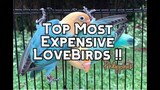 Top Expensive African Lovebirds Mutation
