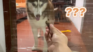 [Dog] My Husky and the Border Collie in front of a transparent wall